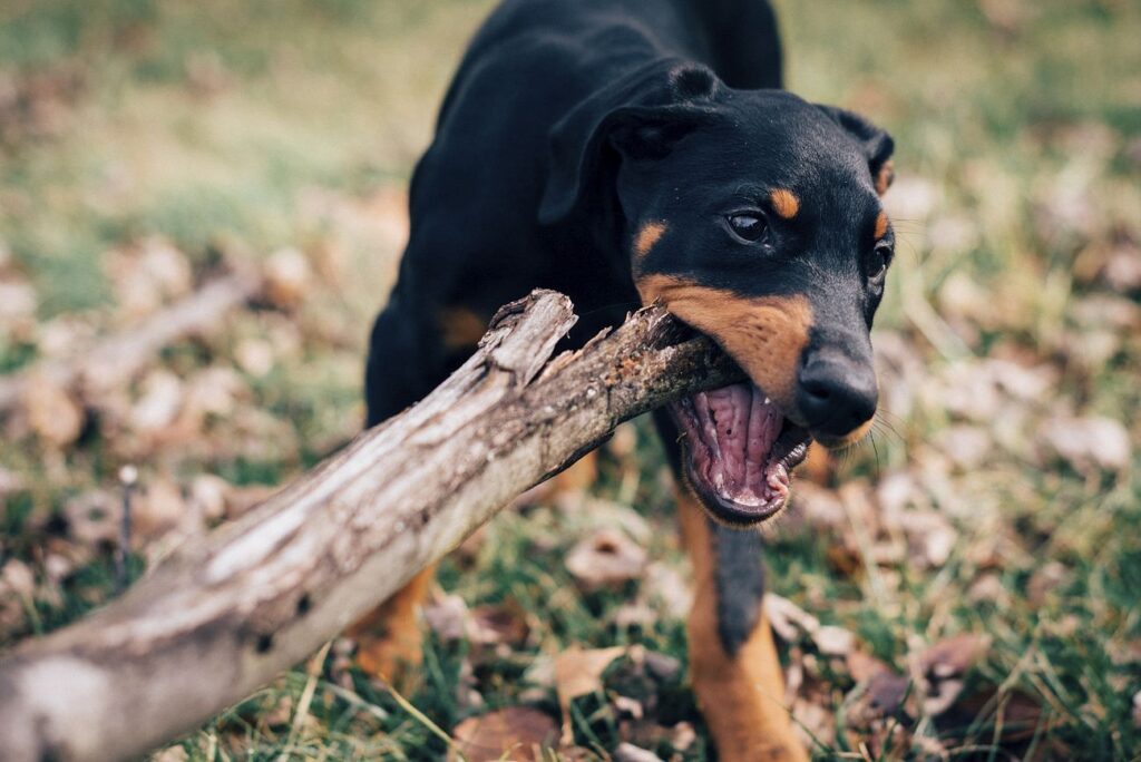 Dog playing fetch in the park